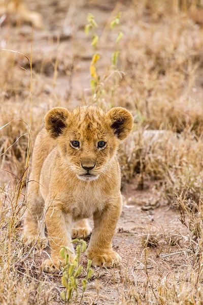 Africa-Tanzania-Serengeti National Park African lion cub close-up